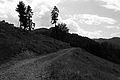 L1003174 - Bernhard Saalfeld