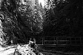 L1003210 - Bernhard Saalfeld