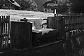 L1003215 - Bernhard Saalfeld