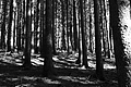 L1003226 - Bernhard Saalfeld