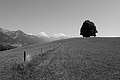 L1003227 - Bernhard Saalfeld