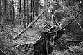 L1003336 - Bernhard Saalfeld