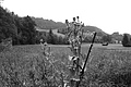 L1003353 - Bernhard Saalfeld