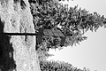 L1003363 - Bernhard Saalfeld