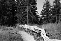 L1003370 - Bernhard Saalfeld