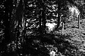 L1003388 - Bernhard Saalfeld