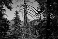 L1003395 - Bernhard Saalfeld