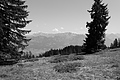 L1003417 - Bernhard Saalfeld