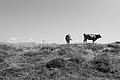 L1003432 - Bernhard Saalfeld