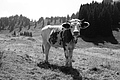 L1003435 - Bernhard Saalfeld
