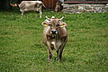 DSC08051 - Bernhard Saalfeld