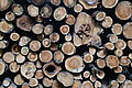 DSC08101 - Bernhard Saalfeld