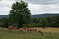 DSC08112 - Bernhard Saalfeld
