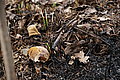 DSC08121 - Bernhard Saalfeld