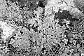 L1001660 - Bernhard Saalfeld