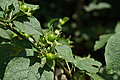 DSC03471 - Bernhard Saalfeld