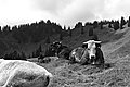 L1003237 - Bernhard Saalfeld