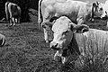 L1003244 - Bernhard Saalfeld
