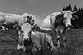 L1003245 - Bernhard Saalfeld