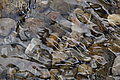 DSC06538 - Bernhard Saalfeld