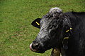 DSC06628 - Bernhard Saalfeld