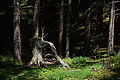 DSC06721 - Bernhard Saalfeld
