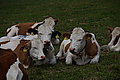 DSC06871 - Bernhard Saalfeld