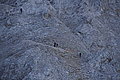 DSC06917 - Bernhard Saalfeld