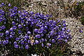 DSC07187 - Bernhard Saalfeld