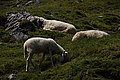 DSC07198 - Bernhard Saalfeld