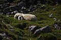DSC07199 - Bernhard Saalfeld