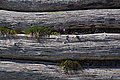 DSC07203 - Bernhard Saalfeld