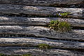 DSC07204 - Bernhard Saalfeld