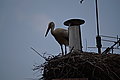 DSC07515 - Bernhard Saalfeld