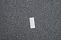 L1004395 - Bernhard Saalfeld