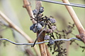 DSC00709 - Bernhard Saalfeld