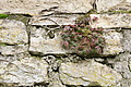 DSC00739 - Bernhard Saalfeld