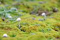 DSC00774 - Bernhard Saalfeld