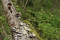 DSC02519 - Bernhard Saalfeld