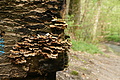 DSC02523 - Bernhard Saalfeld