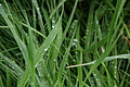 DSC02535 - Bernhard Saalfeld
