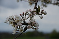 DSC02557 - Bernhard Saalfeld