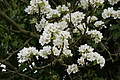 DSC02565 - Bernhard Saalfeld