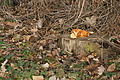 DSC03770 - Bernhard Saalfeld