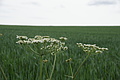 DSC02247 - Bernhard Saalfeld