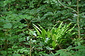 DSC02410 - Bernhard Saalfeld