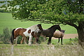 DSC02441 - Bernhard Saalfeld
