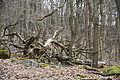 DSC05969 - Bernhard Saalfeld