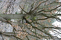 DSC06005 - Bernhard Saalfeld