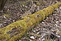 DSC06020 - Bernhard Saalfeld